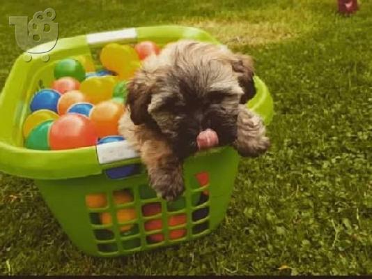 Havanese Bison